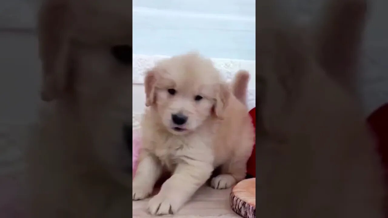 Funniest Cat and Dog Videos Compilation