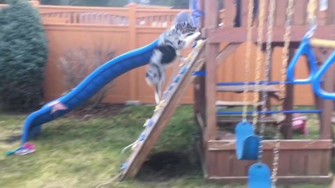 "Overly Excited Dog on Children's Playground"