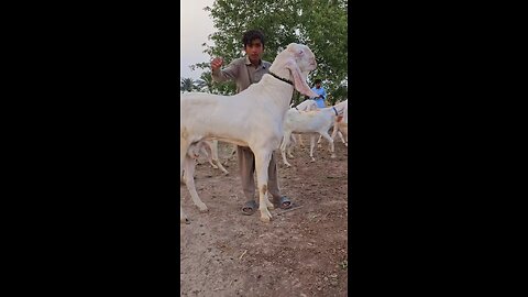 Tarzan bakra