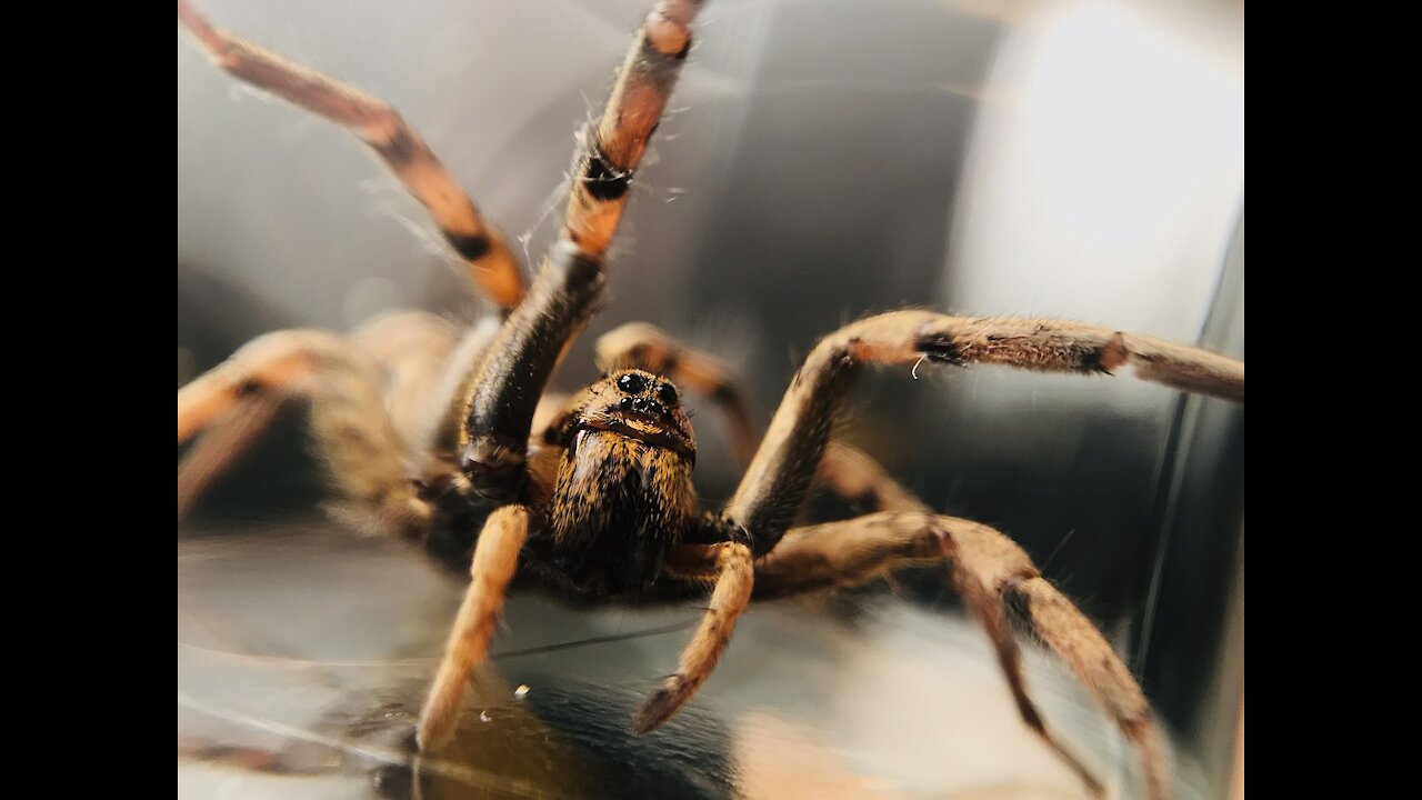 Spider in the web 2021 Very Nice