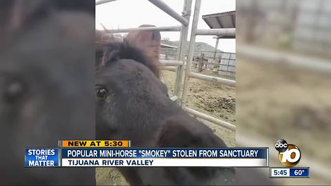 Beloved mini-horse stolen from animal sanctuary in Tijuana River Valley