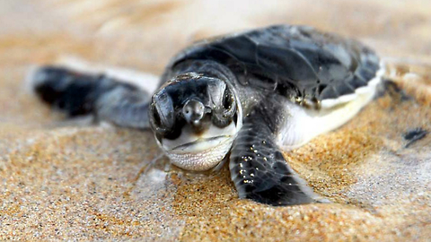 Baby Turtles Learn How To Swim