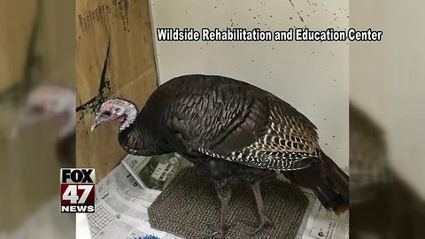 UPDATE: 'Tina The Turkey' found