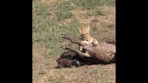 Lioness holds Buffalo surrounded by the whole herd