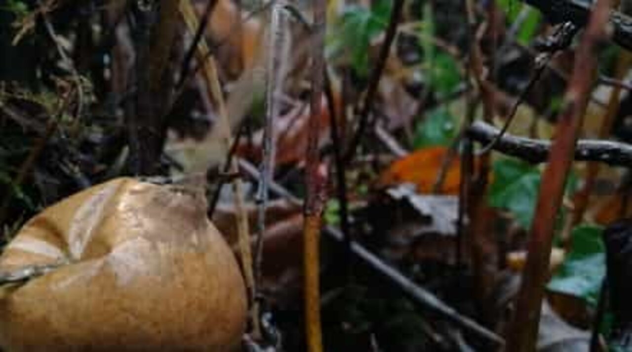 Bizarre smoking mushroom spotted in the UK