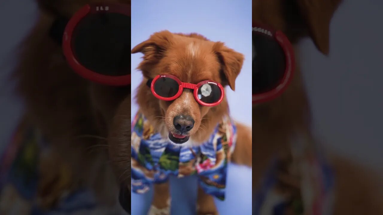 Funny Dog 🐕#trending #viral #shortvideo #shortsvideo #animals #cute #shorts #short