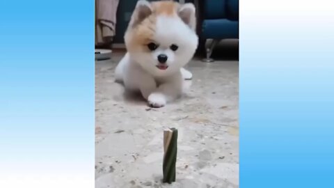 Lovely and funny animals //fantastic animals//cute and funny dogs// funny videos 2021