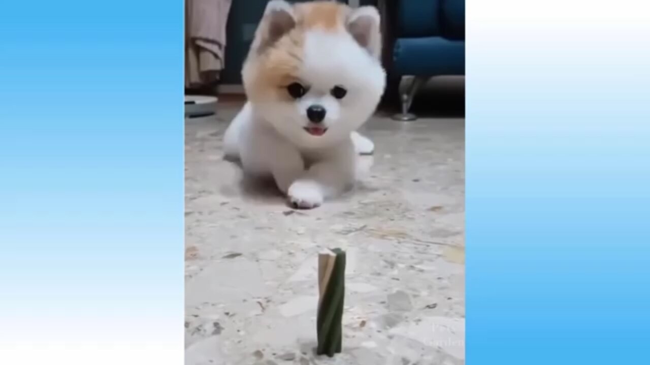 Lovely and funny animals //fantastic animals//cute and funny dogs// funny videos 2021