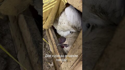 Снесла яичко🥚