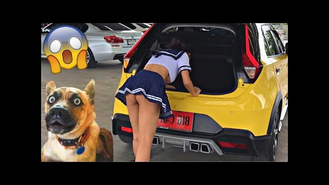 Funniest Dogs And Cats 🐱🐶 Best Funniest Animals Videos 2023 😍 #5