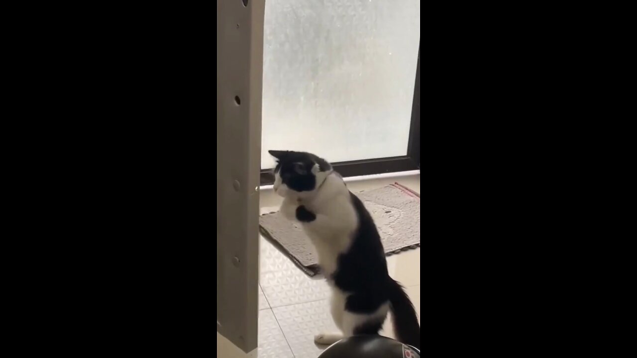 Funny Pets Doing Hilarious Things