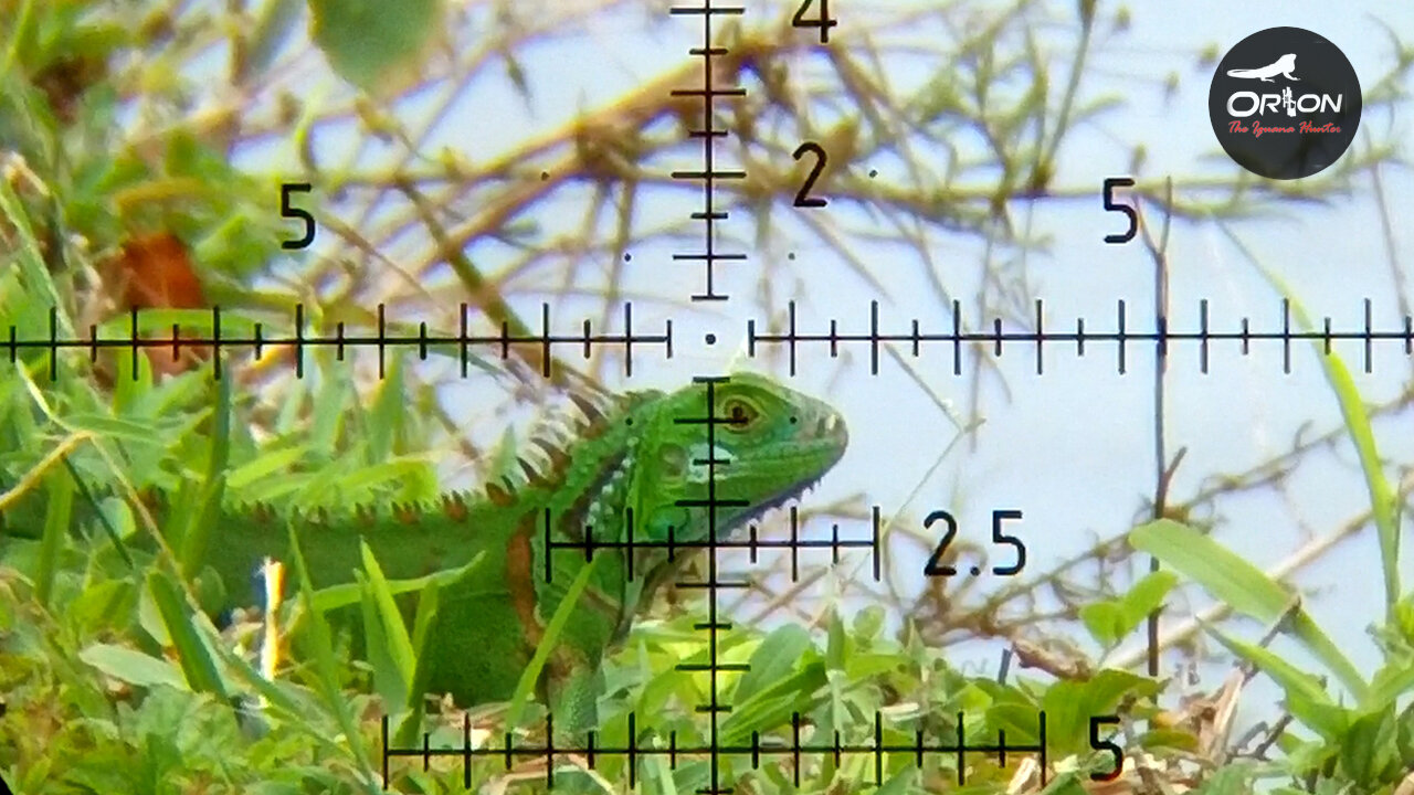 Hunting From Home Pt.4