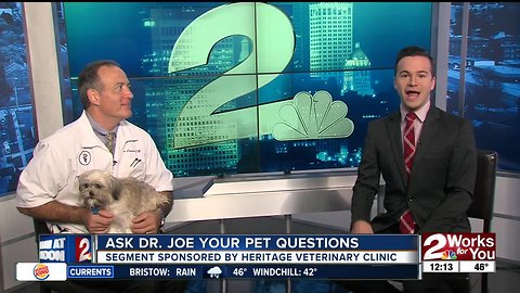 Ask Dr. Joe: Millicent the Shih Tzu