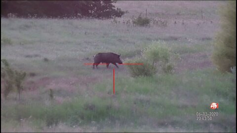 Hog Hunting June 2020