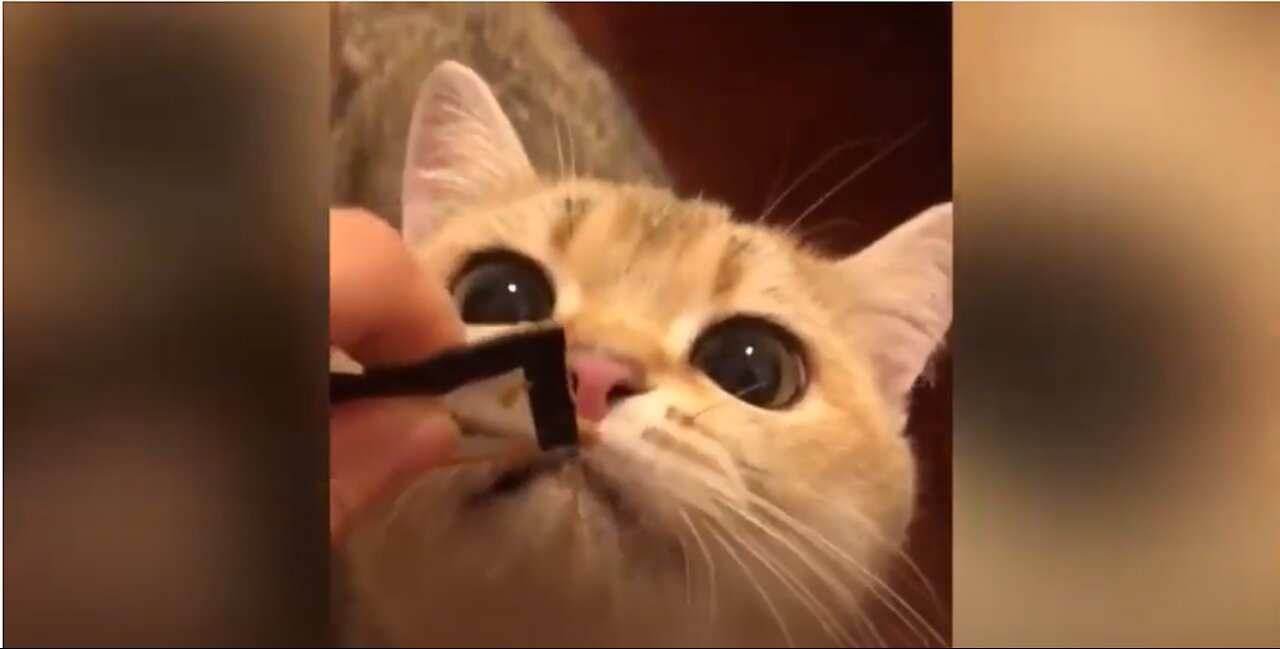 This Kitty Is So Hungry & Cute Animal Videos