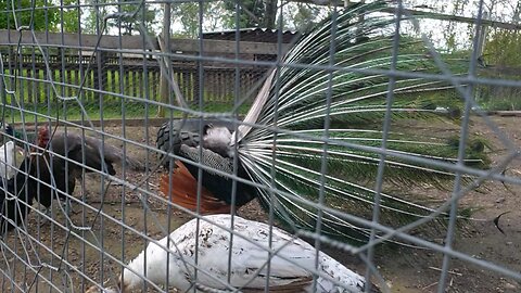 Peacock Dancing !!!!