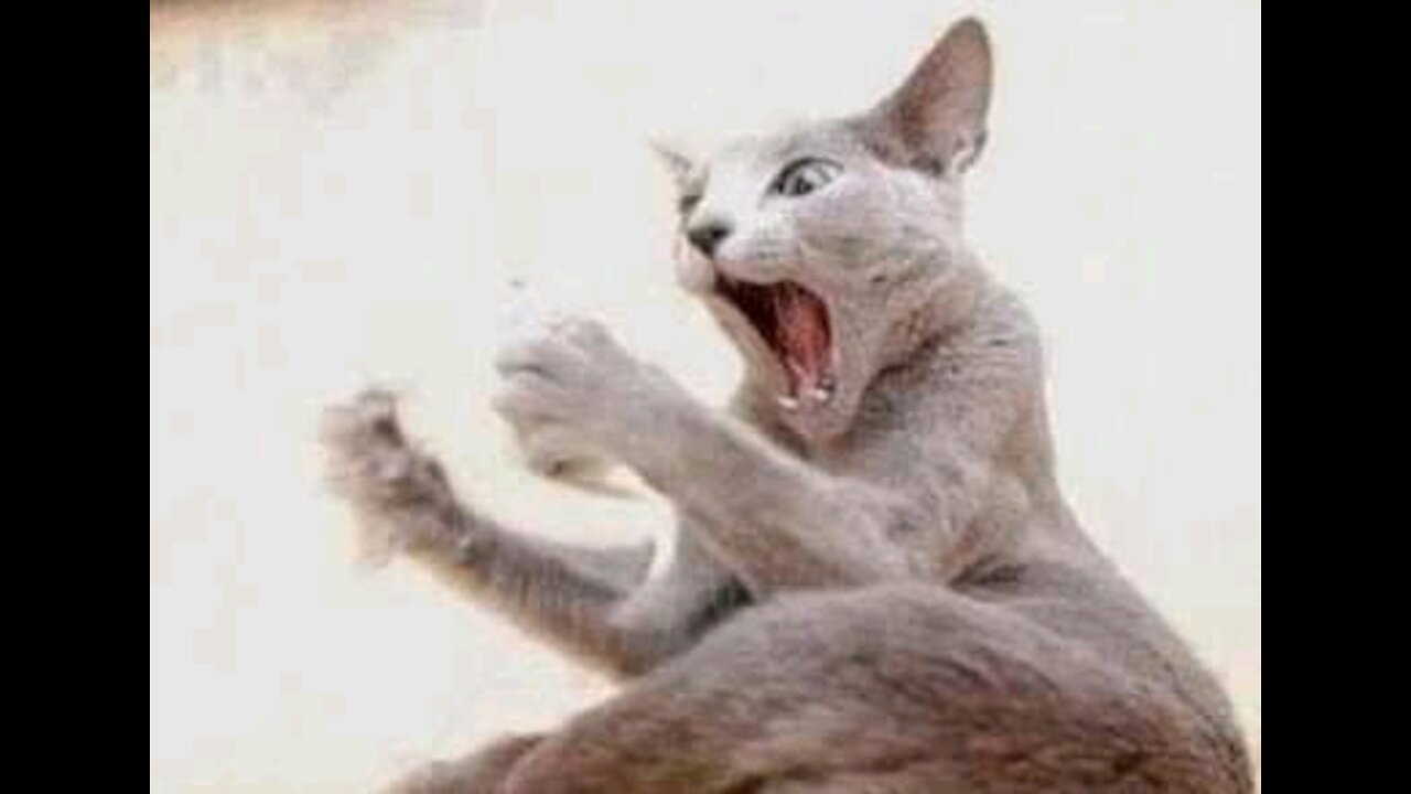 FUNNY CAT Try Not To Lough