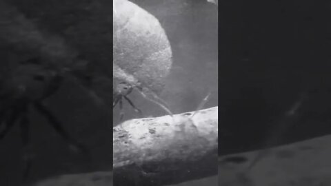Ant 🐜 #youtubeshorts #shorts #youtube #shortvideo #shortyoutube