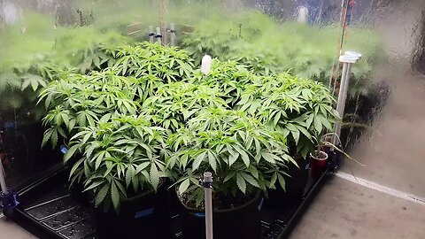 Grow Journal Day 25 Veg - EXPLOSIVE growth from CO2 - SCROG Net - Purple Punch & Bruce Banner