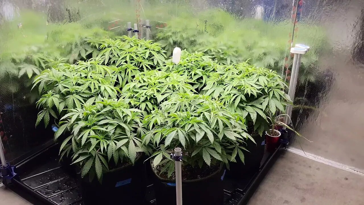 Grow Journal Day 25 Veg - EXPLOSIVE growth from CO2 - SCROG Net - Purple Punch & Bruce Banner