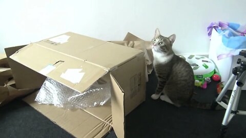 Cat Discovers a New Fascinating Empty Cardboard Box