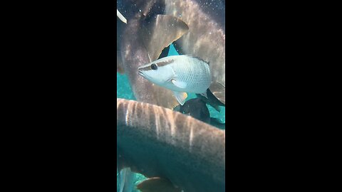 Earth Day Sharks!!
