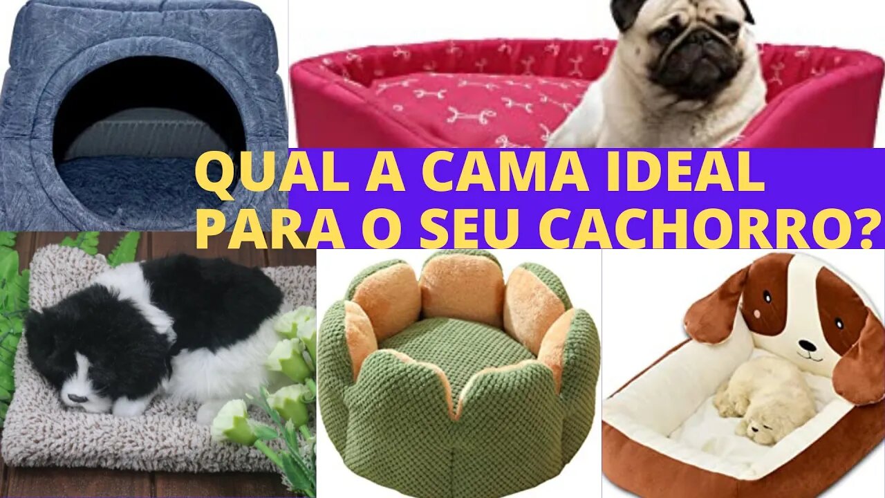 Como escolher a cama para o seu cachorro