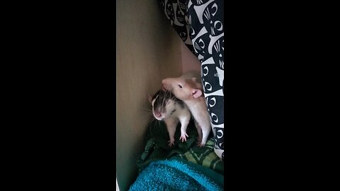 rat brother's play fighting havn fun