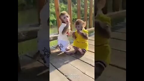 Cute Monkey #Shorts #ytshorts #UbertainmentFun #Dogs #Animals #Fun