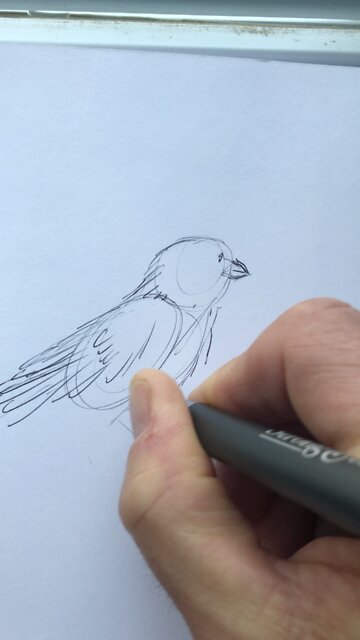 The bird sketch