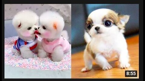 Clean videos cute dogs