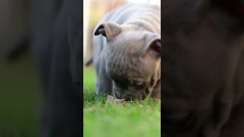 American bully Puppy, Funny cute pets lovers, #Shorts