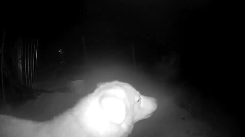 11 month old maremma pup has convincing bark. #livestockguardiandog