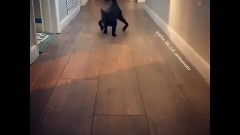 PLAYING CAT VIDEO MEAWWW