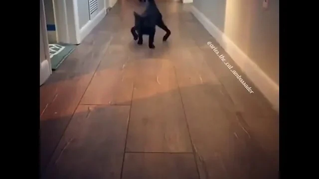 PLAYING CAT VIDEO MEAWWW