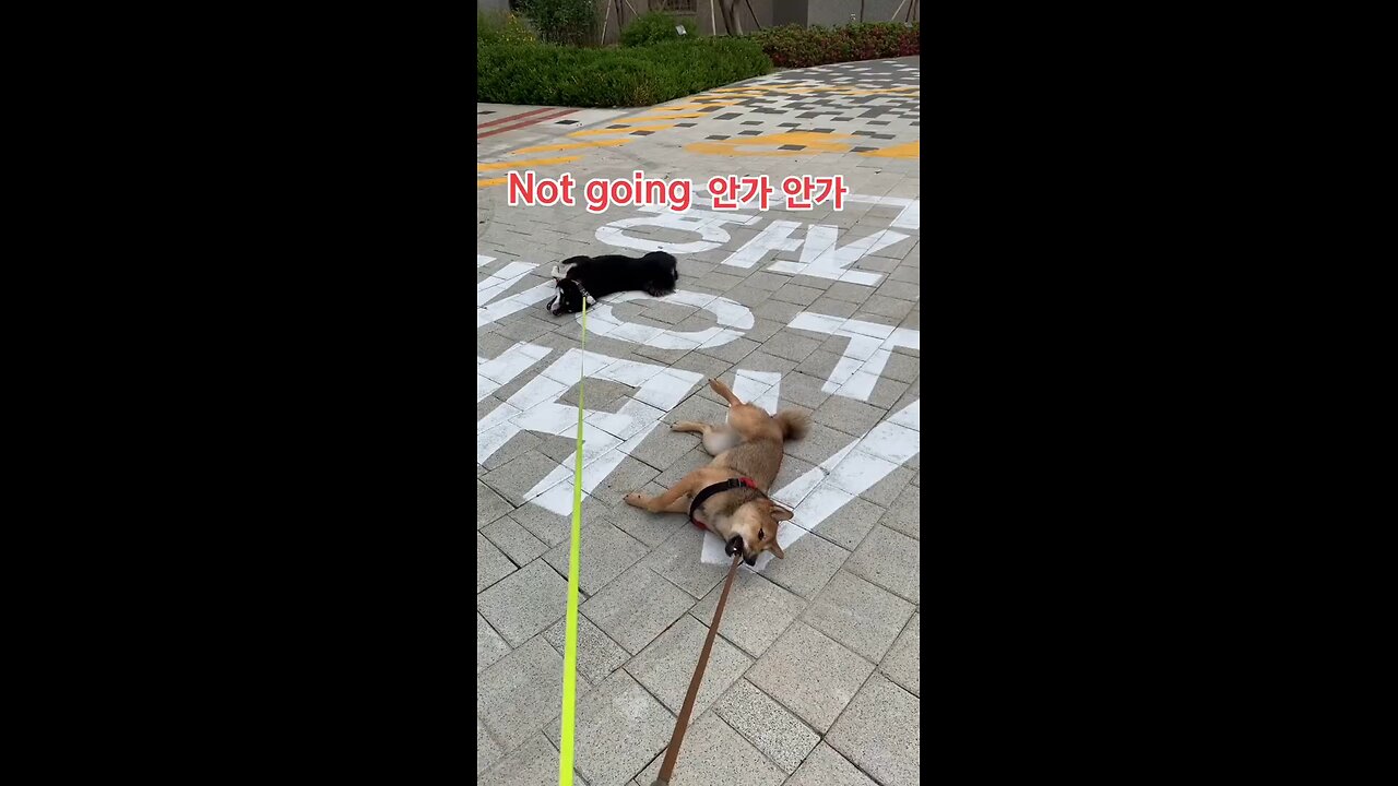 The Shibas are Not Going! _ FUNNY DOG VIDEOS @dog @dogshorts @funnydogs @pe_Full-HD
