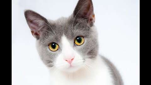 Watch the looks of this striped cat