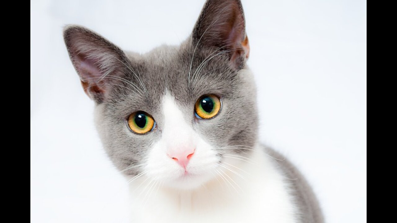 Watch the looks of this striped cat