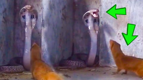 very brave squirrel attack king cobra with confidence