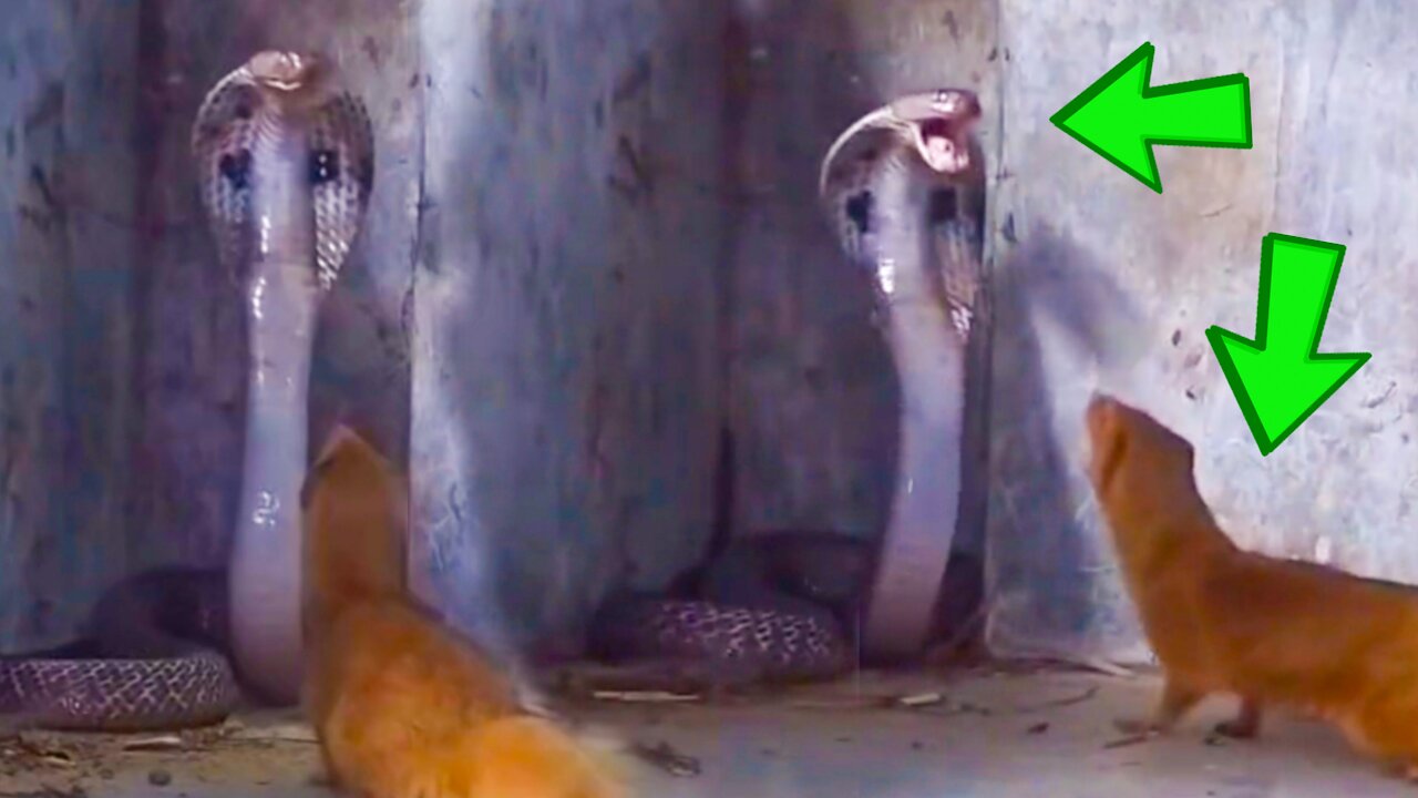 very brave squirrel attack king cobra with confidence
