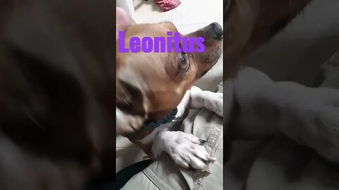 leonitus the boss #stevecutlerlive