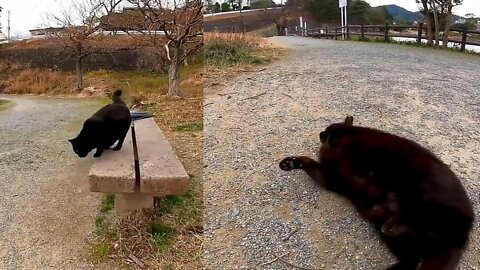 When you stroke the black cat on the chair, it goes down and rolls down and is cute.