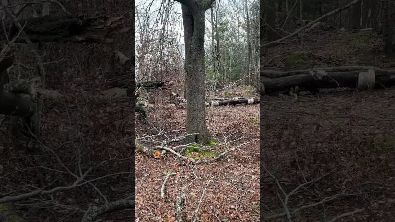 Speedy Little Squirrels in the Winter