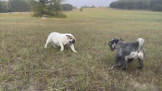 Crazy Dogs Playing
