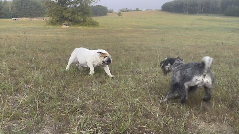 Crazy Dogs Playing