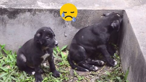 Homeless dogs suffer from hunger