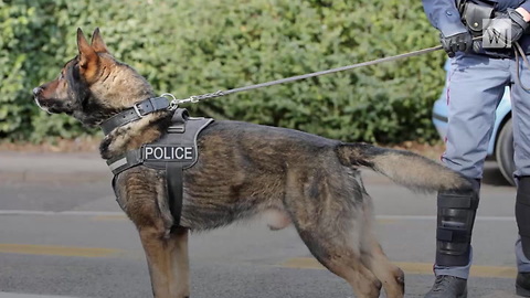 Texas Sheriff Heartbroken After Illegal Aliens Murder 2 Police Dogs