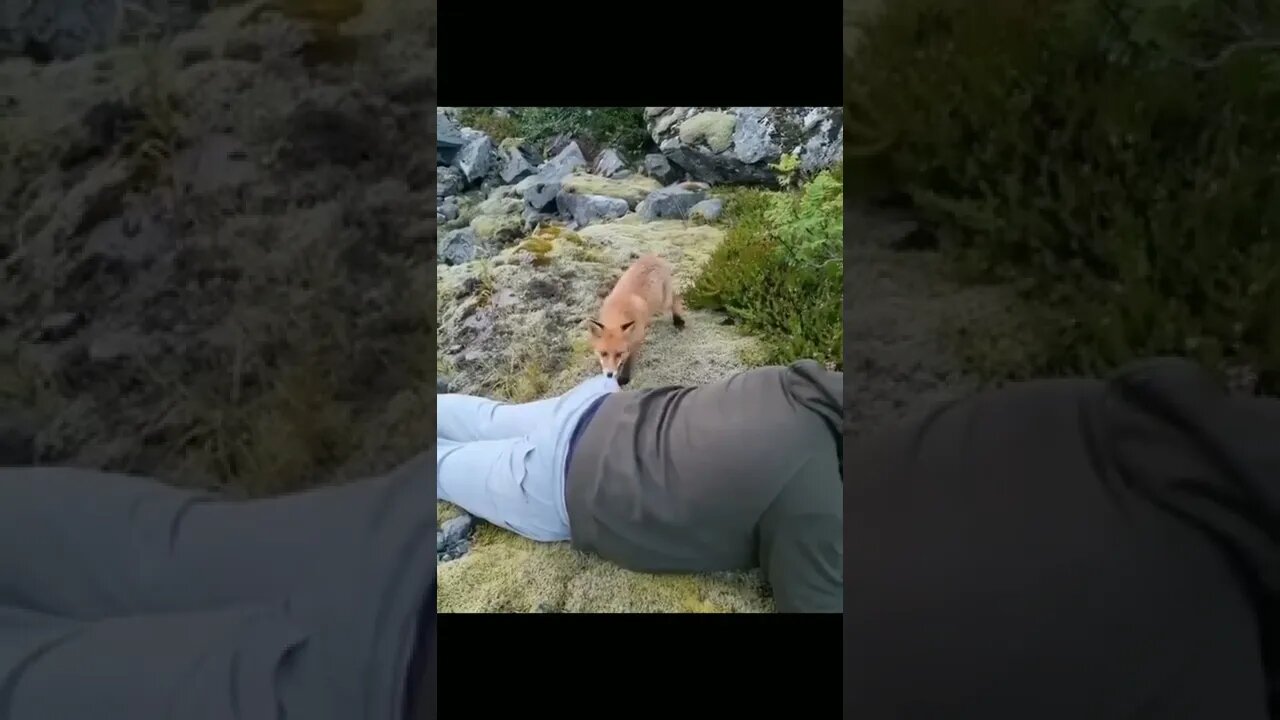 Raposa se Aproxima de Fotografo 😱🦊 #shorts