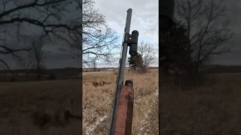 Beautiful Rooster Flush, Dust & Retrieve