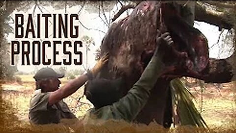 Safari Education - Great Cats Episode 6: The Baiting Process for Great Cats in Africa